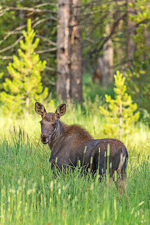 Moose_RMNP_2019_8