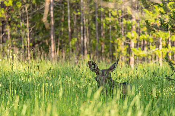 Moose_RMNP_2019_10