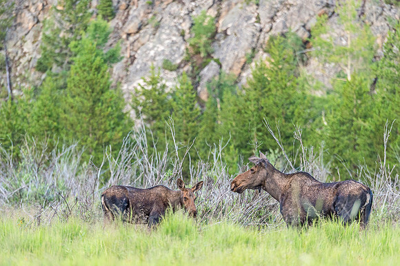 Moose_RMNP_2019_11
