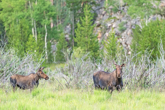 Moose_RMNP_2019_12