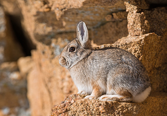 Cottontail_3