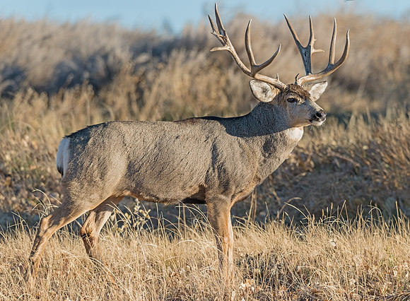 mule_deer_buck_49