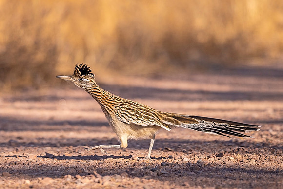 Greater_roadrunner_BDANWR_2021_1