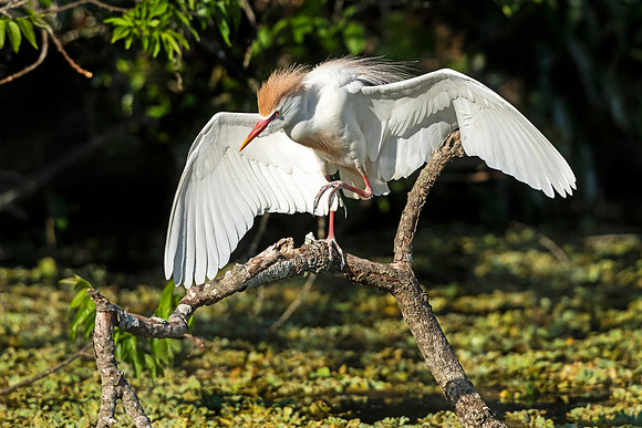 Cattle_egret_Rips_2022_1