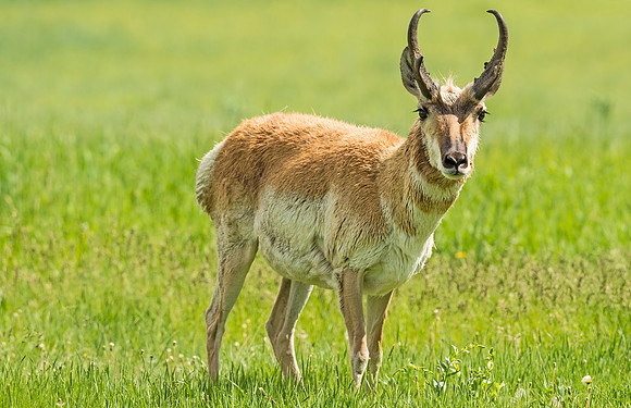Pronghorn_buck_WAFB_2015_4