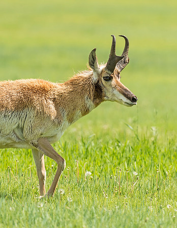 Pronghorn_buck_WAFB_2015_3