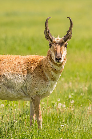 Pronghorn_buck_WarrenAFB_2015_6