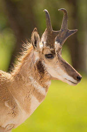 Pronghorn_buck_WarrenAFB_2015_7