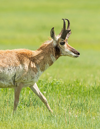 Pronghorn_buck_WAFB_2015_2