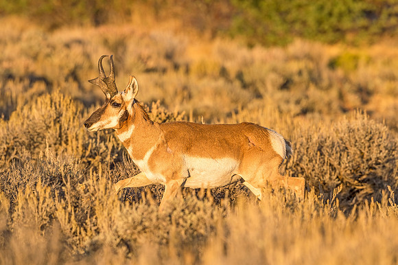 Pronghorn_antelope_FGNRA_2015_12