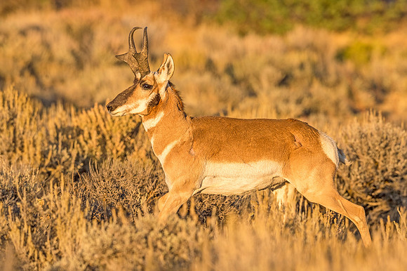 Pronghorn_antelope_FGNRA_2015_13