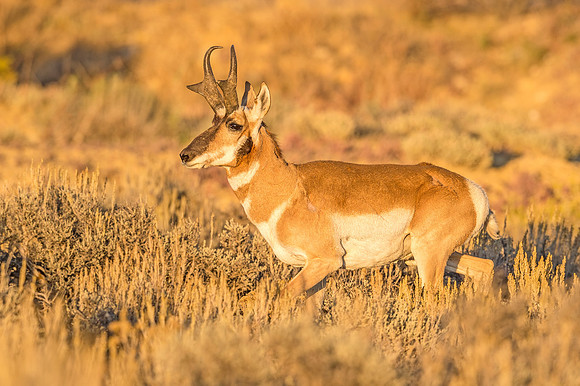 Pronghorn_antelope_FGNRA_2015_14