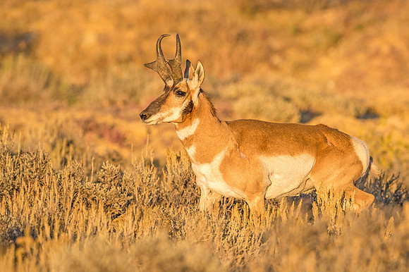 Pronghorn_antelope_FGNRA_2015_15