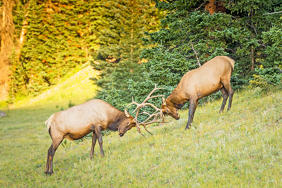 Elk_RMNP_2019_10