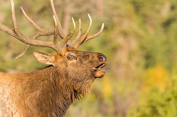 Elk_RMNP_2019_18
