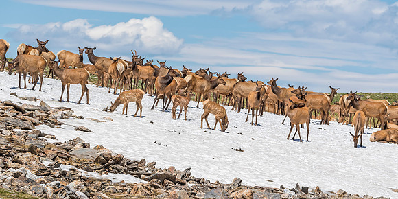 Elk_RMNP_2019_9