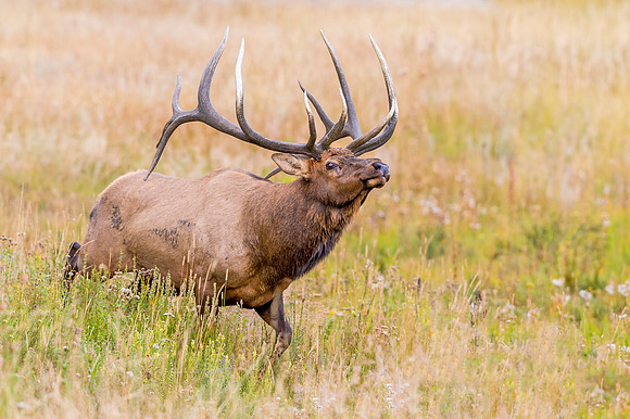 Elk_RMNP_2019_17
