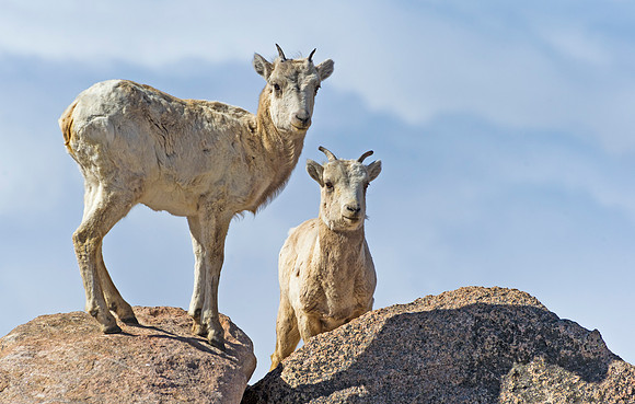 Bighorn_sheep_108