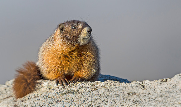 Marmot_15