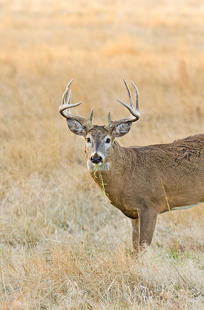 White-tailed_deer_buck_19