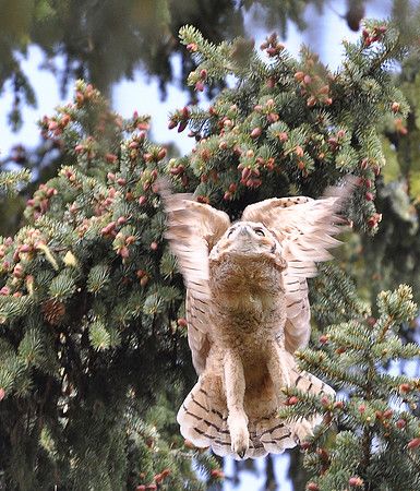 Owlet Test Flight