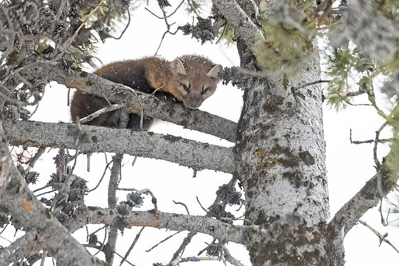 American_marten_YNP_2024_5