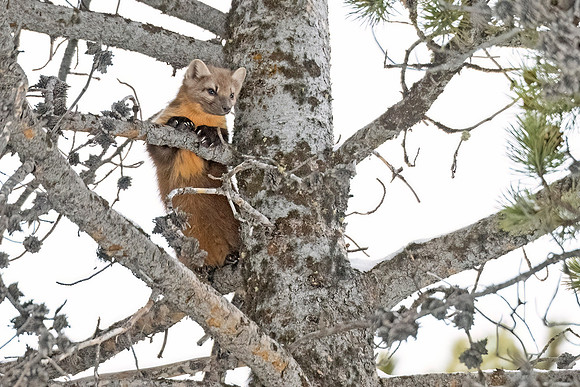 American_marten_YNP_2024_2