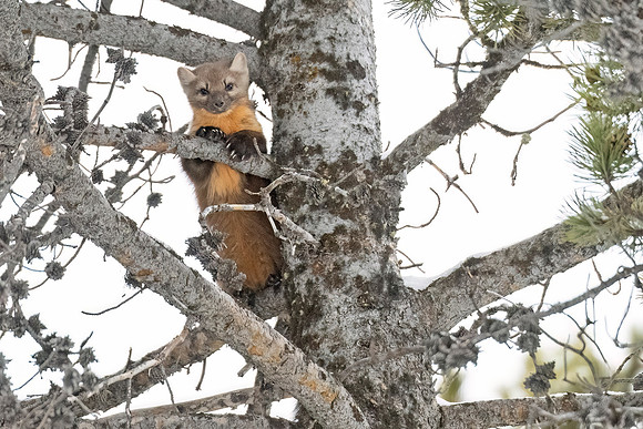American_marten_YNP_2024_3