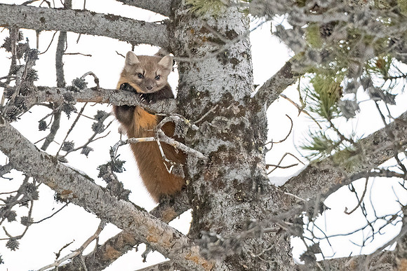 American_marten_YNP_2024_4