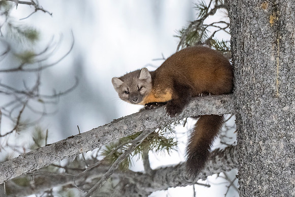 Pine_marten_CC_2024_1
