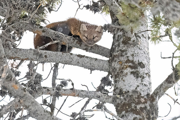 American_marten_YNP_2024_6