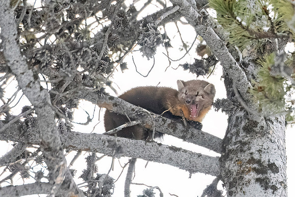 American_marten_YNP_2024_7