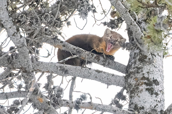 American_marten_YNP_2024_8