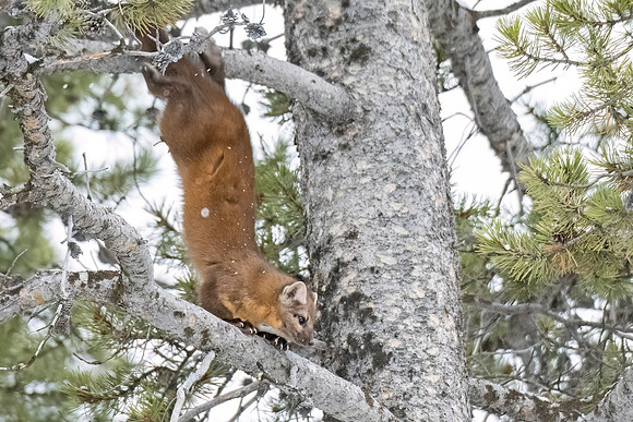 American_marten_YNP_2024_9
