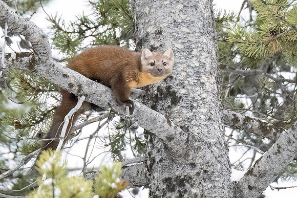 American_marten_YNP_2024_10