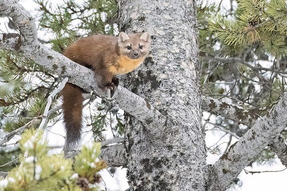 American_marten_YNP_2024_11