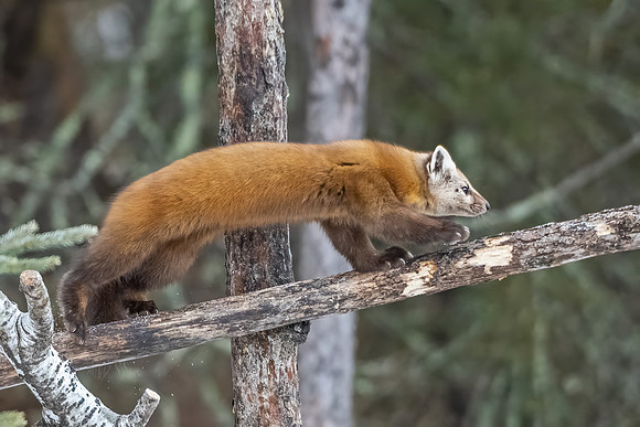 American_marten_SZB_2024_2