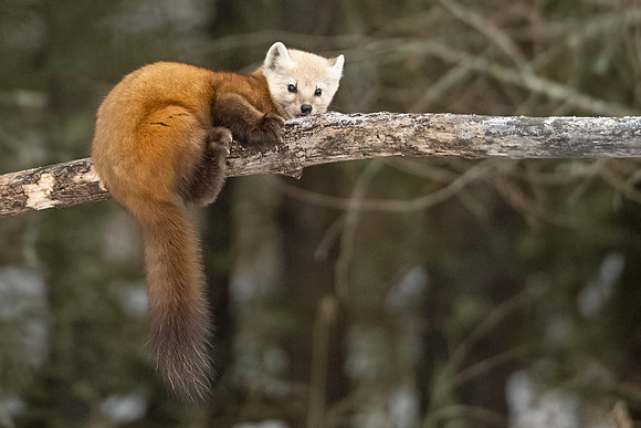 American_marten_SZB_2024_4