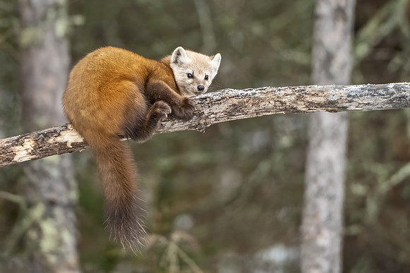 American_marten_SZB_2024_3