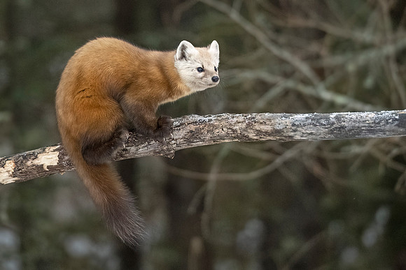 American_marten_SZB_2024_6