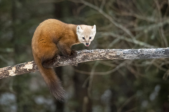 American_marten_SZB_2024_5