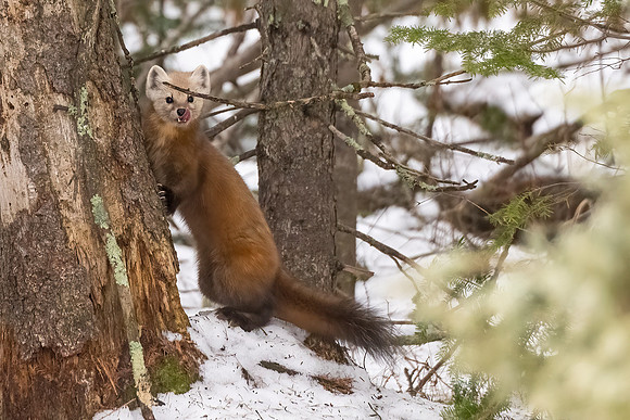 American_marten_SZB_2024_7