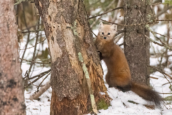 American_marten_SZB_2024_8