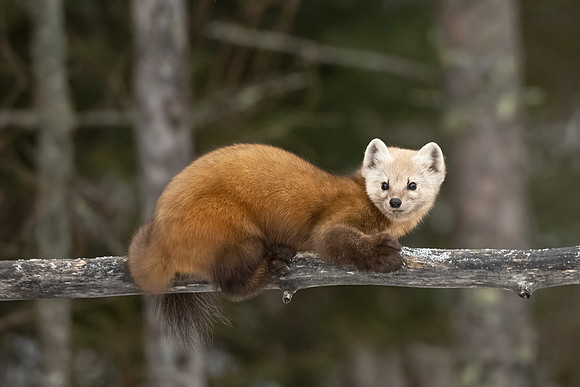 American_marten_SZB_2024_10