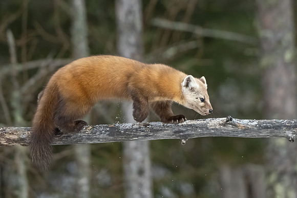 American_marten_SZB_2024_9