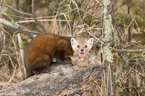 American_marten_SZB_2024_12