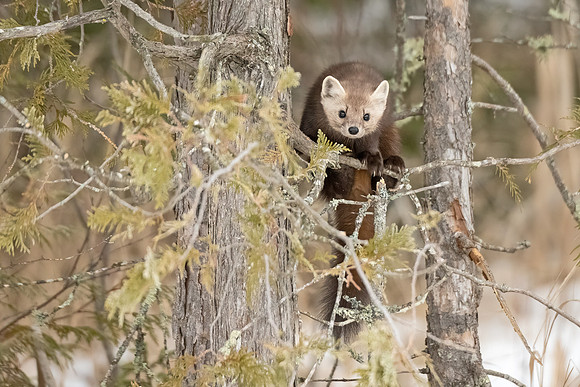 American_marten_SZB_2024_11