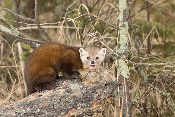 American_marten_SZB_2024_13