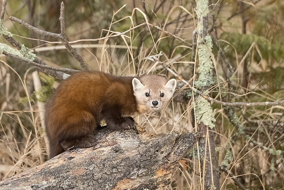 American_marten_SZB_2024_14