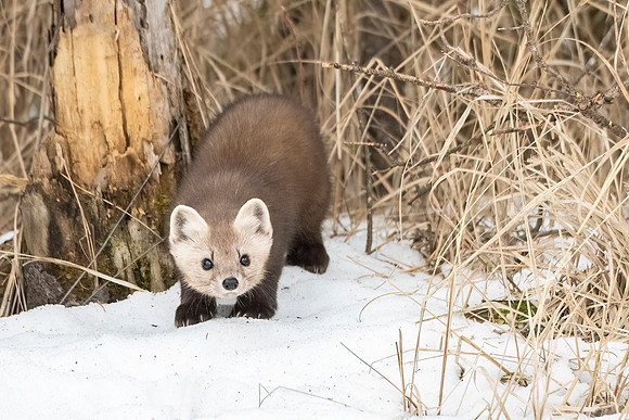 American_marten_SZB_2024_16